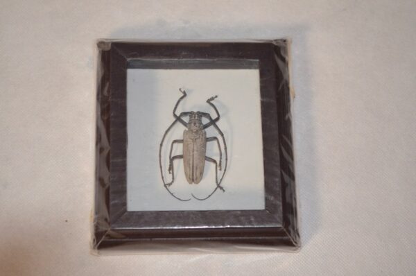 Krásně zarámováný exemplář brouka z rodu tesaříkovitých (Cerambycidae). Rámeček je vyroben ze dřeva a exemplář je chráněn sklem. 1