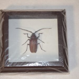 Krásně zarámováný exemplář brouka z rodu tesaříkovitých (Cerambycidae). Rámeček je vyroben ze dřeva a exemplář je chráněn sklem. 1