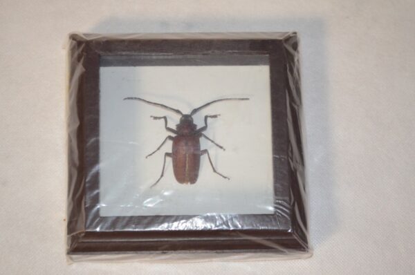 Krásně zarámováný exemplář brouka z rodu tesaříkovitých (Cerambycidae). Rámeček je vyroben ze dřeva a exemplář je chráněn sklem. 1
