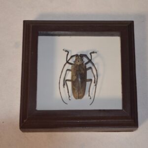 Krásně zarámováný exemplář brouka z rodu tesaříkovitých (Cerambycidae). Rámeček je vyroben ze dřeva a exemplář je chráněn sklem. 1