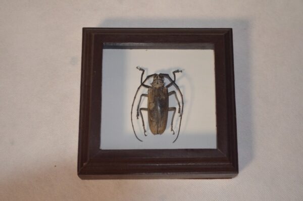 Krásně zarámováný exemplář brouka z rodu tesaříkovitých (Cerambycidae). Rámeček je vyroben ze dřeva a exemplář je chráněn sklem. 1